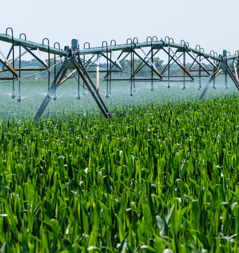 An irrigation system waters a field of corn.